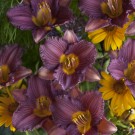 Photo Courtesy of Walter's Gardens, Inc.