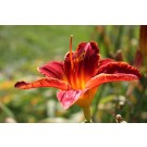 Daylily, Mallard 