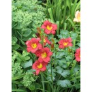 Photo Courtesy of Bailey Nurseries Inc.