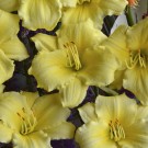 Photo Courtesy of Walter's Gardens, Inc.