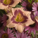 Photo Courtesy of Walter's Gardens, Inc.