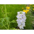 Summer Skies Delphinium© photo ArborTanics Inc