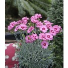 Photo Courtesy of ThinkPlants