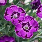 Image courtesy Ball Seed