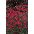 Photo Courtesy of Ball Horticultural Company