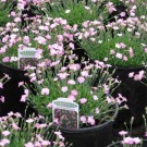 Dianthus, Tiny Rubies 