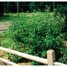 Photo Courtesy of Bailey Nurseries Inc.
