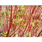Adobe Stock Image