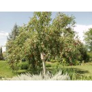 DOGO FRUITING CRABAPPLE ©photo ArborTanics Inc.