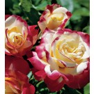 Rose, Double Delight™
