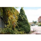 Dwarf Alberta Spruce...©photo ArborTanics Inc.