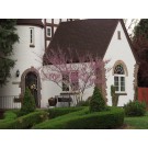 EASTERN REDBUD-Clump Form ©photo ArborTanics Inc.