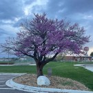 Photo© ArborTanics Inc.