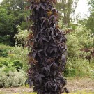 Photo Courtesy of Greenleaf Nursery Company