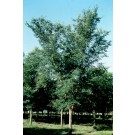 Photo Courtesy of The USDA National Arboretum , Washington DC 