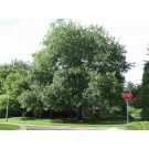 ENGLISH OAK-Denver, Colorado  ©photo Arbortanics Inc.