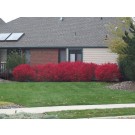 Compact Burning Bush ©photo David Spahn