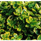 Photo Courtesy of Bailey Nurseries Inc.