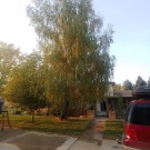Birch, European White 
