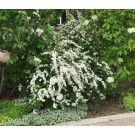 Fairy Queen Spirea...©photo ArborTanics Inc.