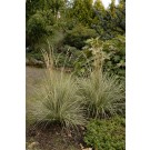 Photo Courtesy of Walter's Gardens, Inc.