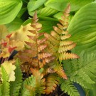 Photo Courtesy of Walter's Gardens, Inc.