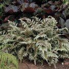 Photo Courtesy of Walter's Gardens, Inc.