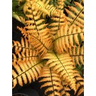 Photo Courtesy of Concept Plants