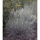 Photo Courtesy of Bailey Nurseries Inc.