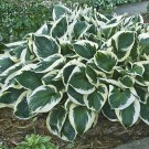 Photo Courtesy of Walter's Gardens, Inc.