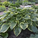 Photo Courtesy of Walter's Gardens, Inc.