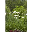 Photo Courtesy of Bailey Nurseries Inc.