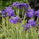 Photo Courtesy of Walter's Gardens, Inc.