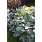 Photo Courtesy of Bailey Nurseries Inc.