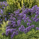 Photo Courtesy of Bailey Nurseries Inc.
