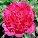 Photo Courtesy of Walter's Gardens, Inc.