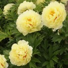 Photo Courtesy of Walter's Gardens, Inc.