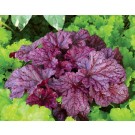 Photo Courtesy of TERRA NOVA® Nurseries, Inc.