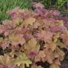 Photo Courtesy of Walter's Gardens, Inc.