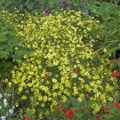Photo Courtesy of Walter's Gardens, Inc.