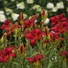 Photo Courtesy of Walter's Gardens, Inc.