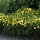Photo Courtesy of Walter's Gardens, Inc.