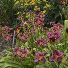 Photo Courtesy of Walter's Gardens, Inc.