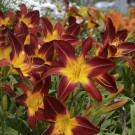 Photo Courtesy of Walter's Gardens, Inc.