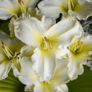 Photo Courtesy of Walter's Gardens, Inc.