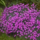 Photo Courtesy of Walter's Gardens, Inc.