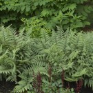 Photo Courtesy of Walter's Gardens, Inc.