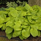 Photo Courtesy of Walter's Gardens, Inc.