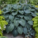 Photo Courtesy of Walter's Gardens, Inc.