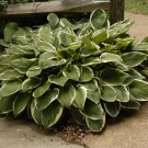 Photo Courtesy of Walter's Gardens, Inc.